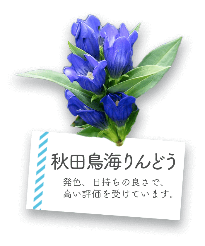 秋田鳥海りんどう 発色、日持ちの良さで、高い評価を受けています。